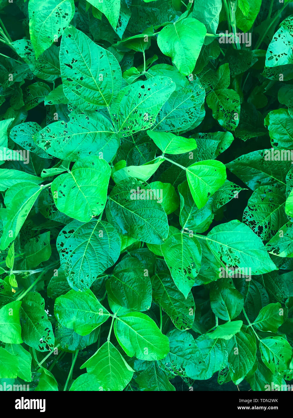 Insecteaten mung bean leaf background Stock Photo Alamy