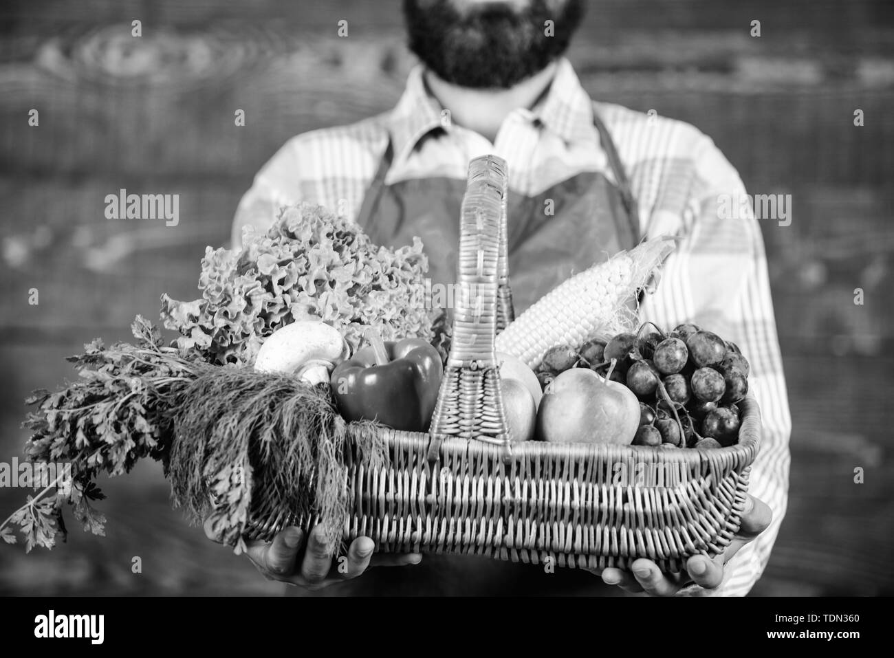 Fresh organic vegetables in wicker basket. Farmer presenting fresh