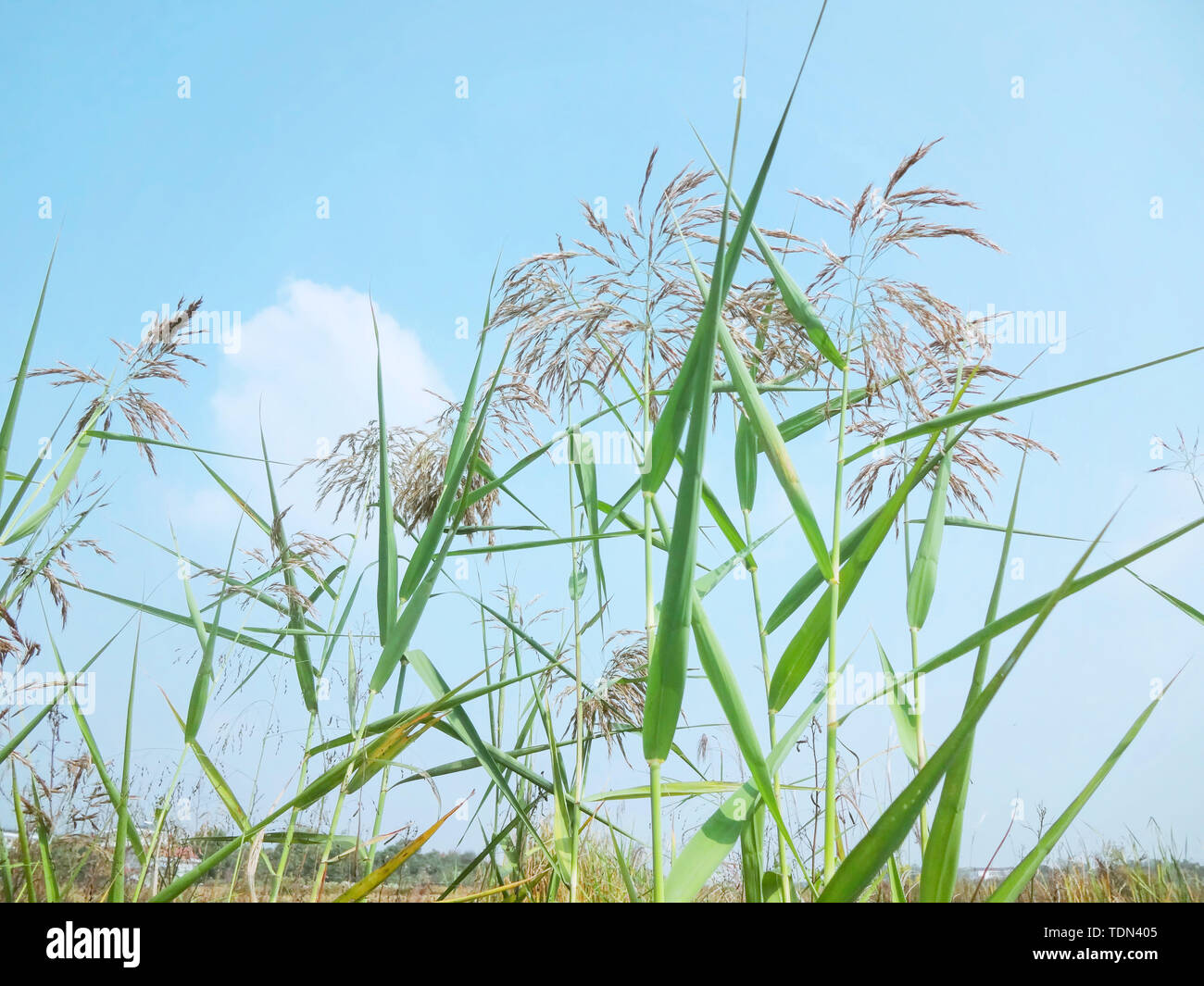 The reed in the wind Stock Photo - Alamy