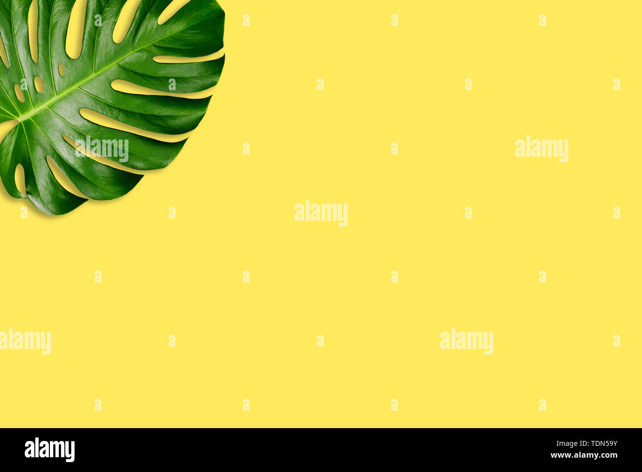 Green leaf of palm tree on a yellow background. Minimal summer concept. Template for summer banner. Creative background. Copy space Stock Photo