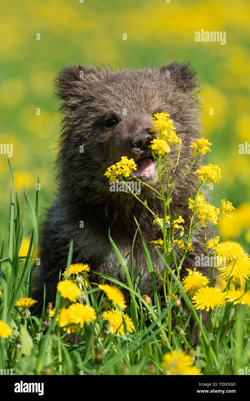 Brown bear cub playing on the summer field. Ursus arctos in grass with ...
