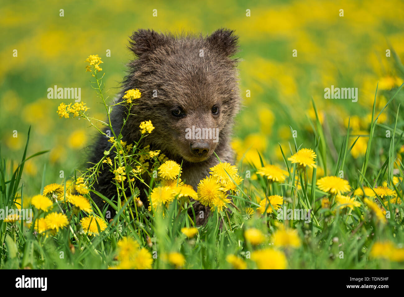 Brown bear cub playing on the summer field. Ursus arctos in grass with ...