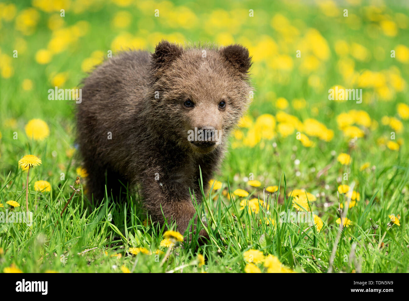 Brown bear cub playing on the summer field. Ursus arctos in grass with ...