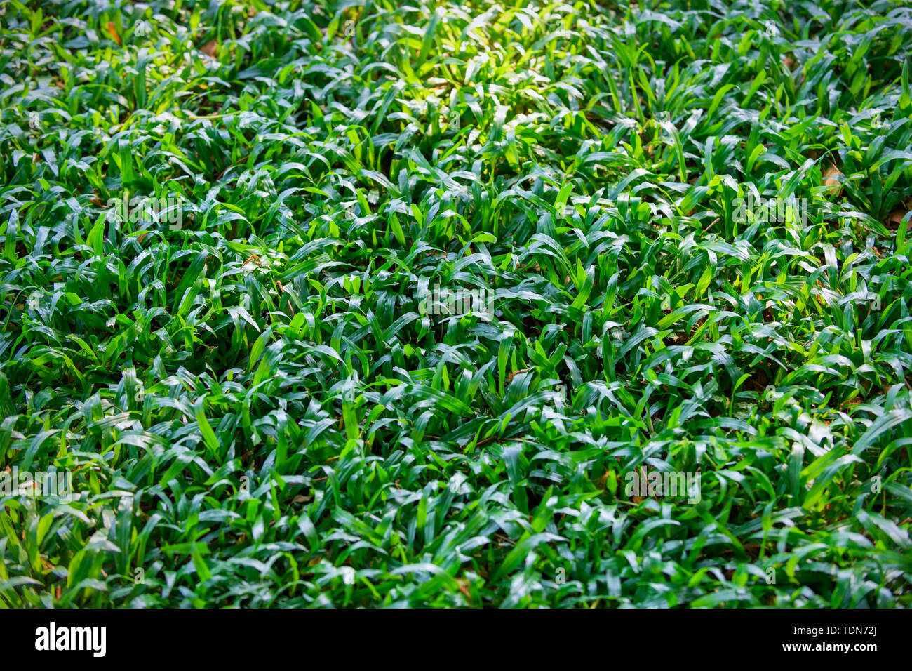 Background of green grass (Axonopus Compressus) on morning Stock Photo