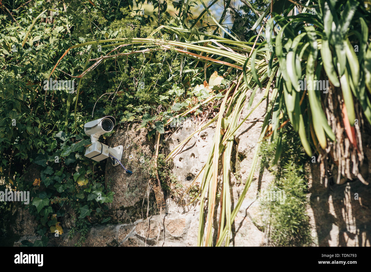 A hidden camera or a hidden CCTV among the plants. Stock Photo