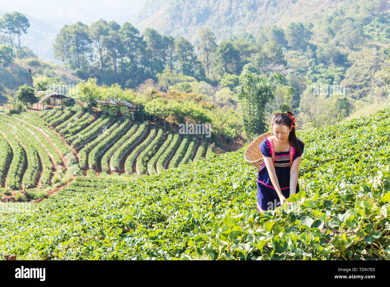 Young Tribal Asian women from Thailand picking tea leaves on tea field plantation in the morning at doi ang khang national park , Chiang Mai, Thailand Stock Photo