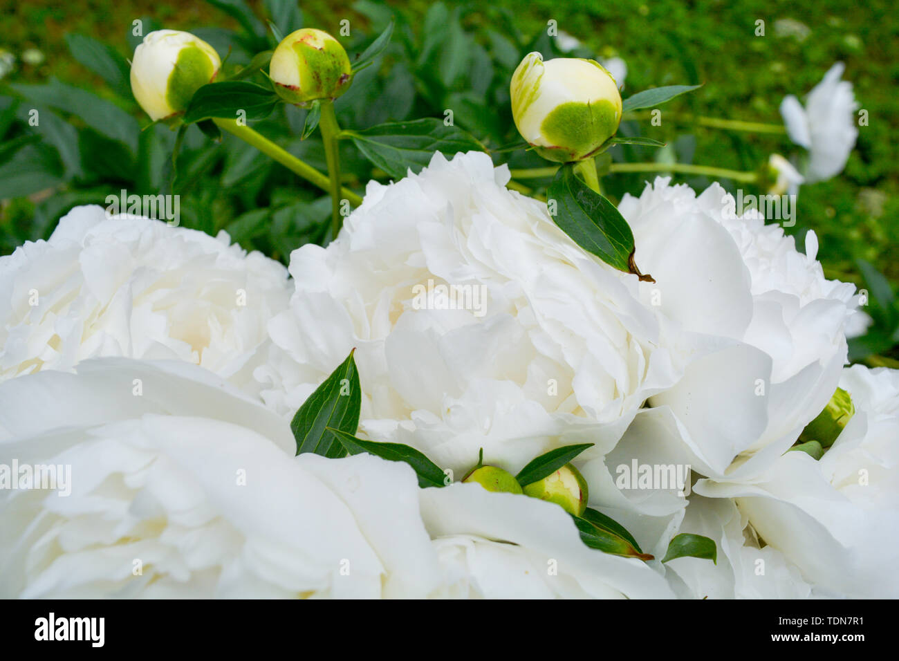 Close up of beautiful blooming white peony in summer garden. Natural flowers as floristic decoration wallpaper or greeting card. Macro view with soft  Stock Photo