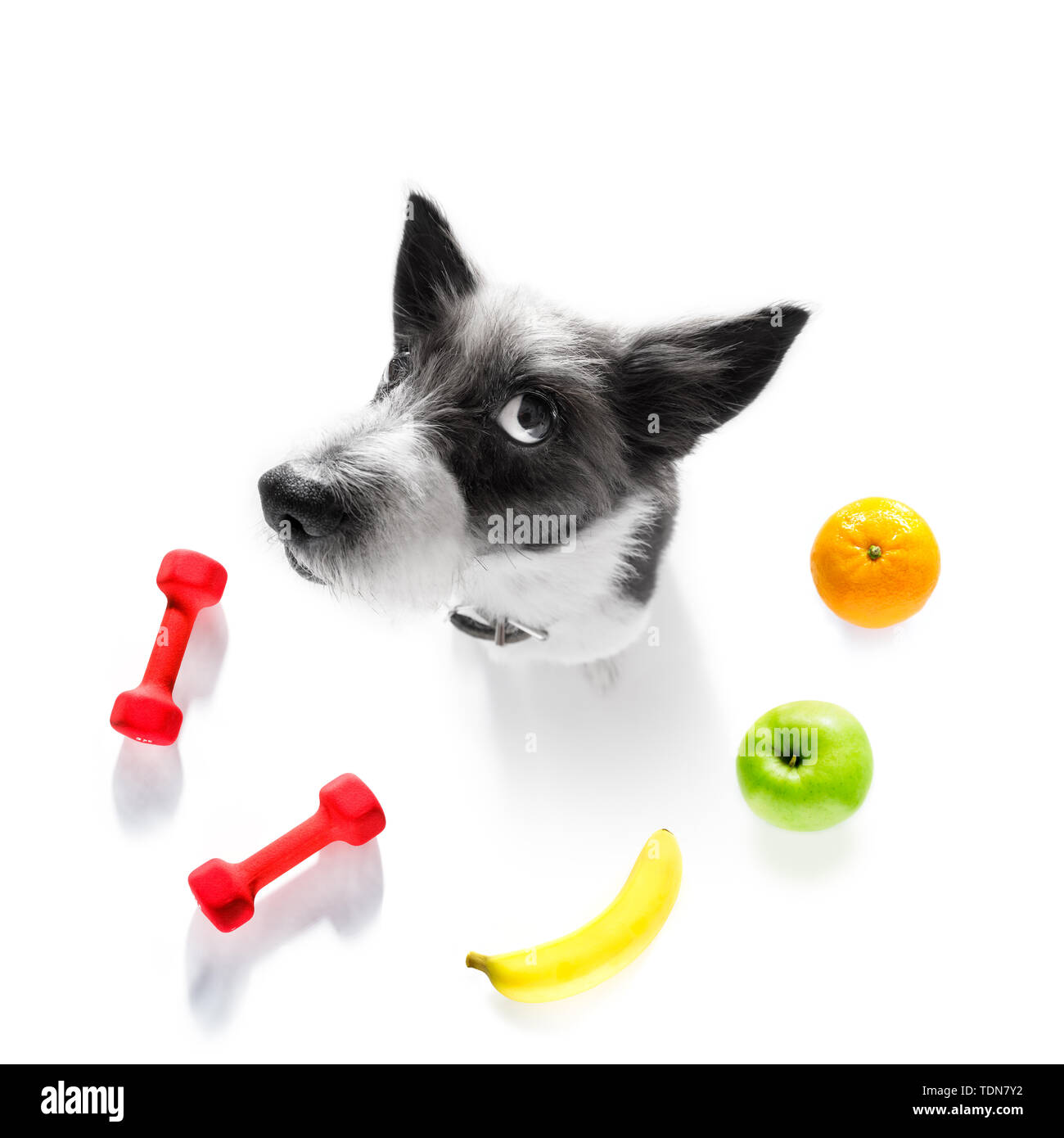 Bodybuilder dog hi-res stock photography and images - Page 4 - Alamy