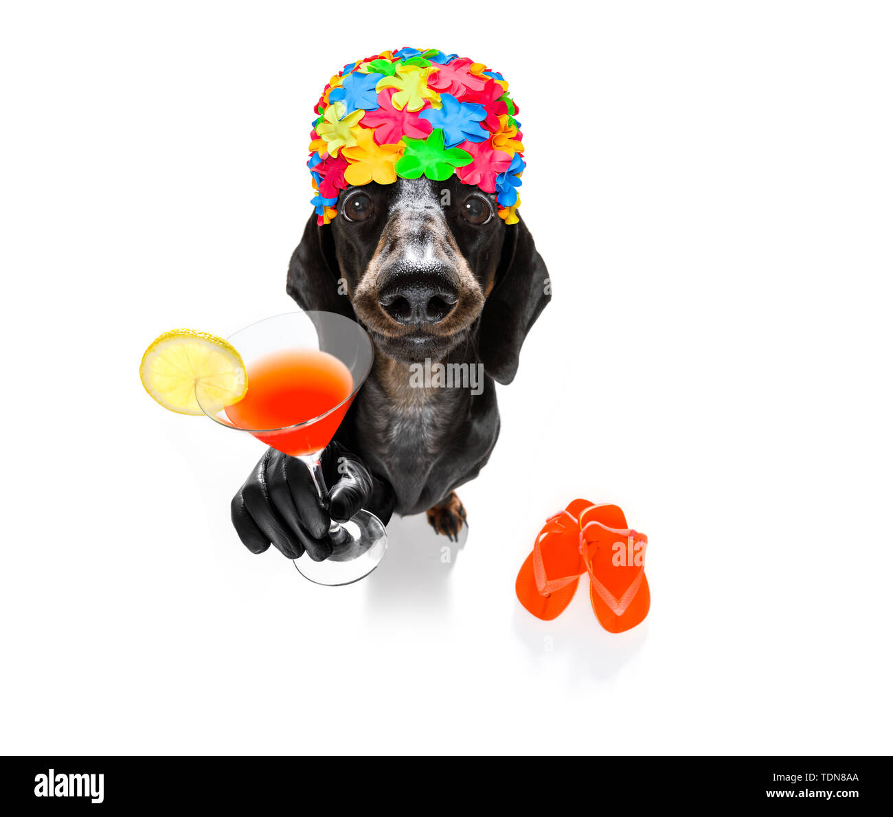 dog wearing flip flops