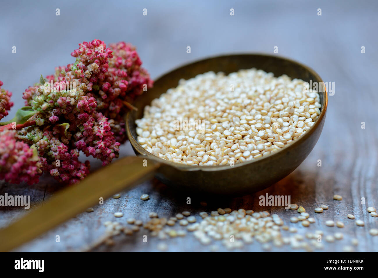 Quinoa in Kelle und reifer Quinoa-Zweig, Chenopodium quinoa Stock Photo