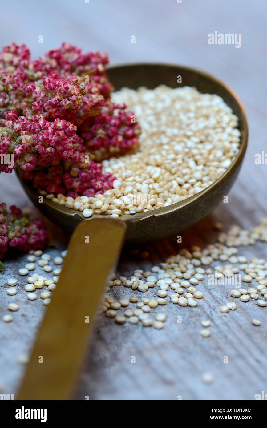 Quinoa in Kelle und reifer Quinoa-Zweig, Chenopodium quinoa Stock Photo