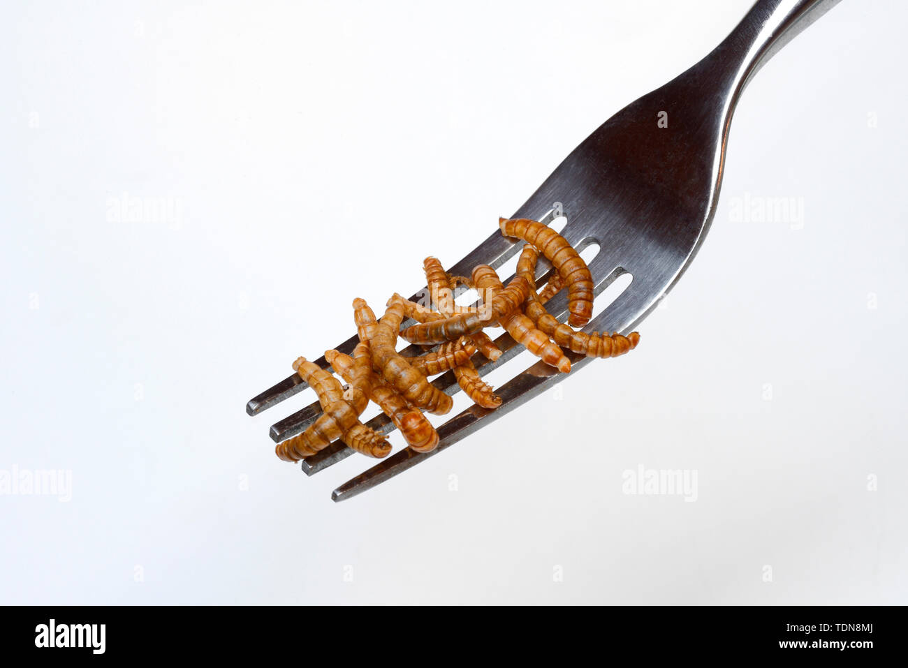 dried mealworms on fork, Tenebrio molitor Stock Photo