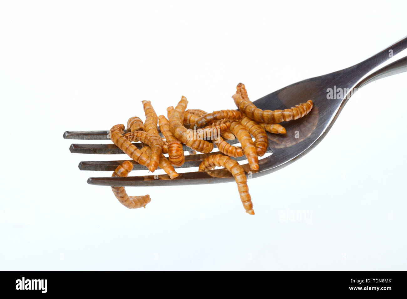 dried mealworms on fork, Tenebrio molitor Stock Photo