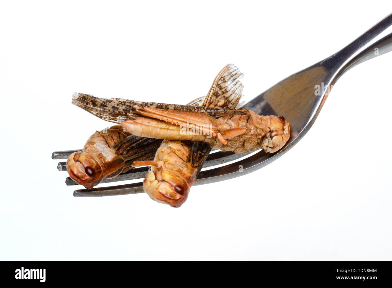 getrocknete Heuschrecken auf Gabel, Europaeische Wanderheuschrecke, Locusta migratoria Stock Photo