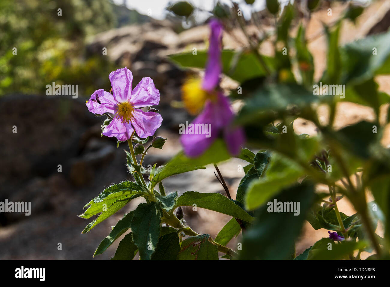 Cistus symphytifolius flowers, Tenerife, Canary Islands, Spain Stock Photo