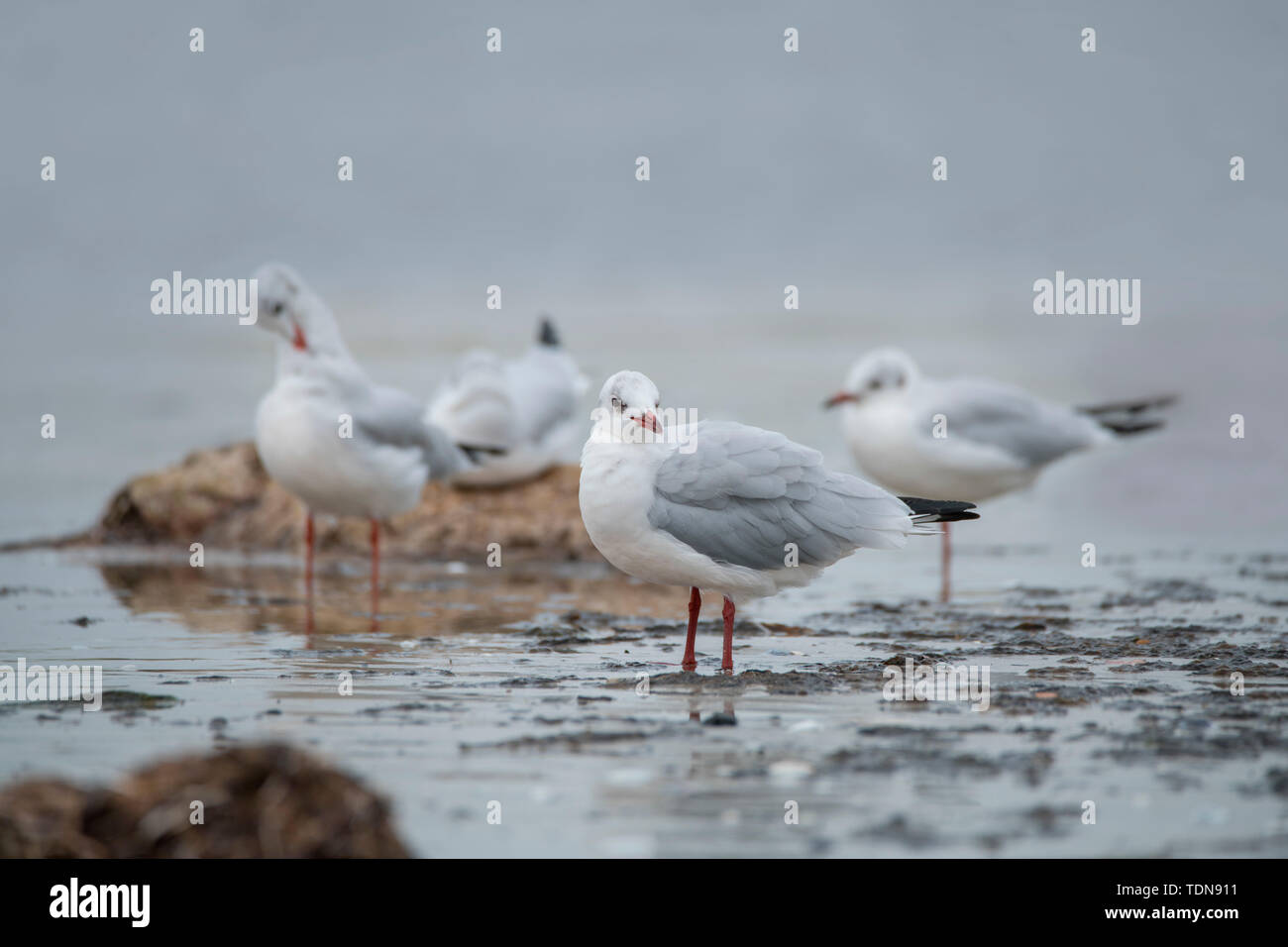 black-headed gull, Western Pomerania Lagoon Area National Park, Fischland-Darss-Zingst, Mecklenburg-Western Pomerania, Germany, (Larus ridibundus) Stock Photo