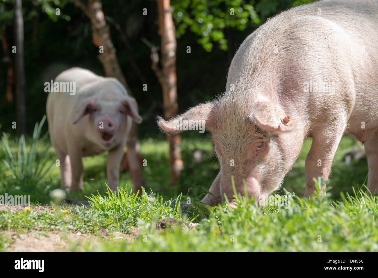 Pig. Stock Photo
