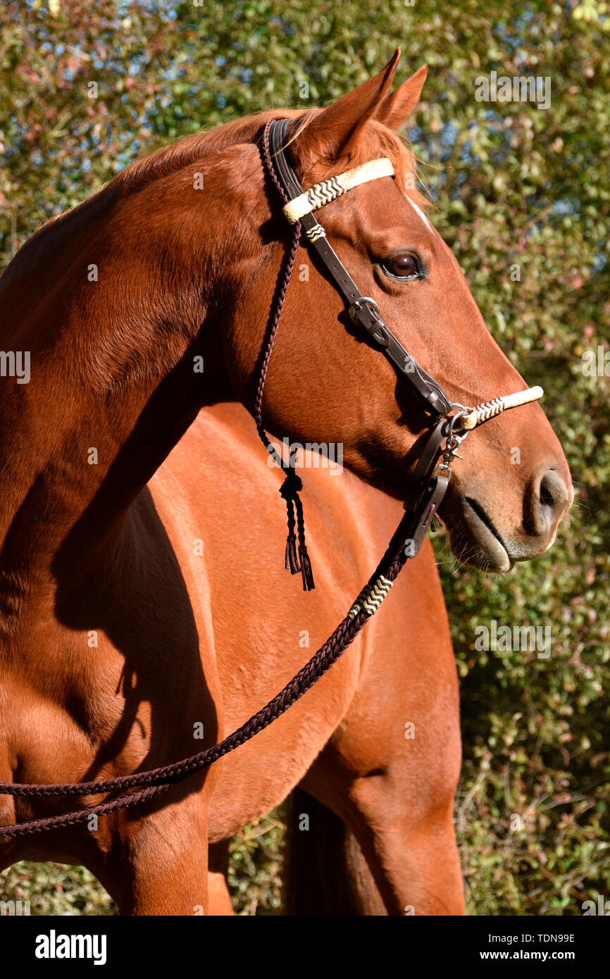 American Quarter Horse, Gelding, sorrell, bitless bridle Stock Photo