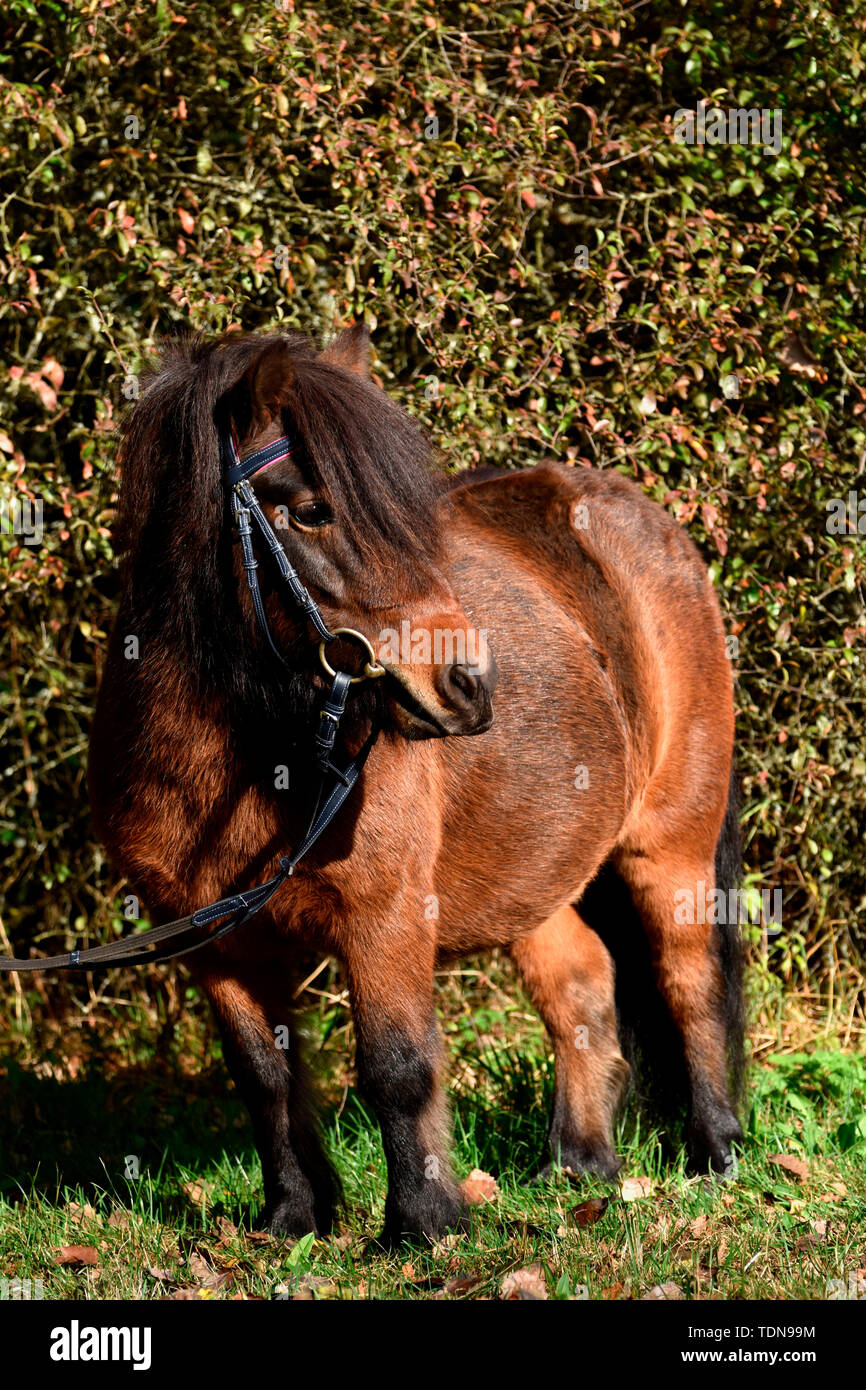 Shetland Pony, gelding, bay Stock Photo