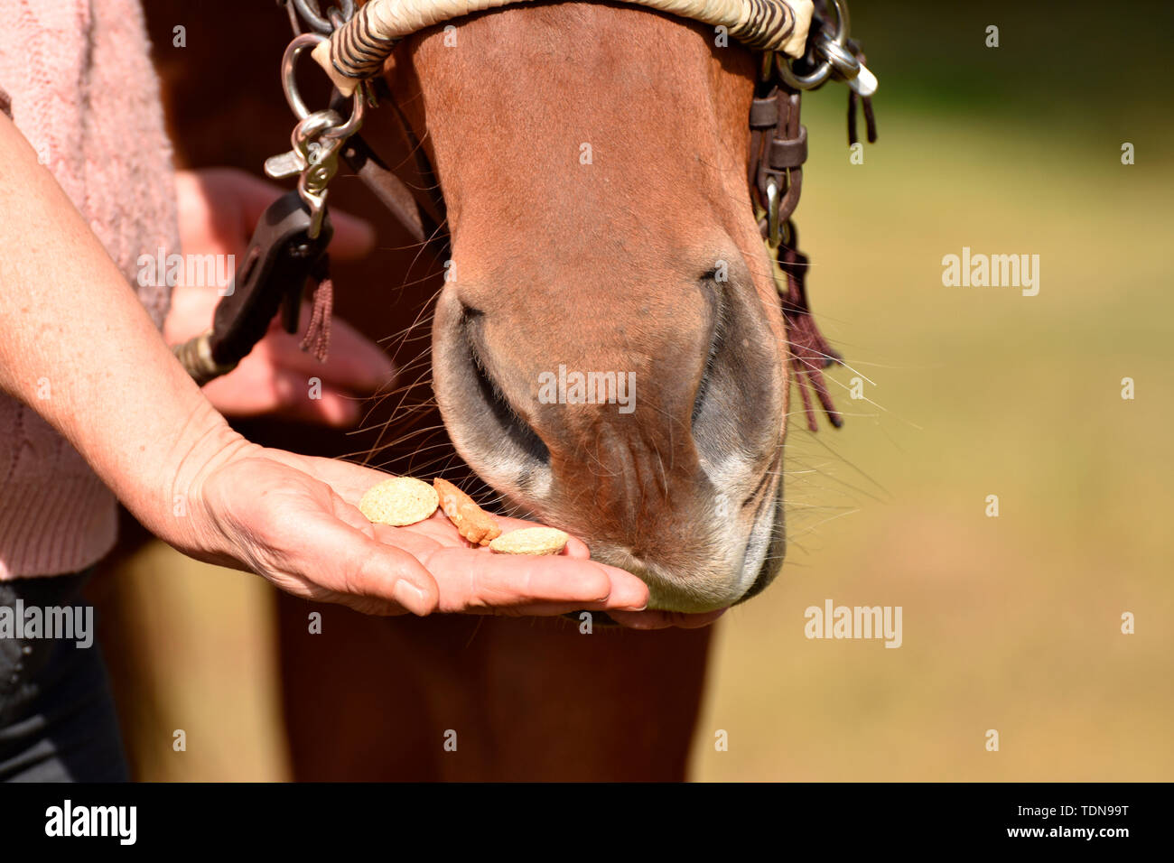 Horse getting Treat, behaviour Stock Photo