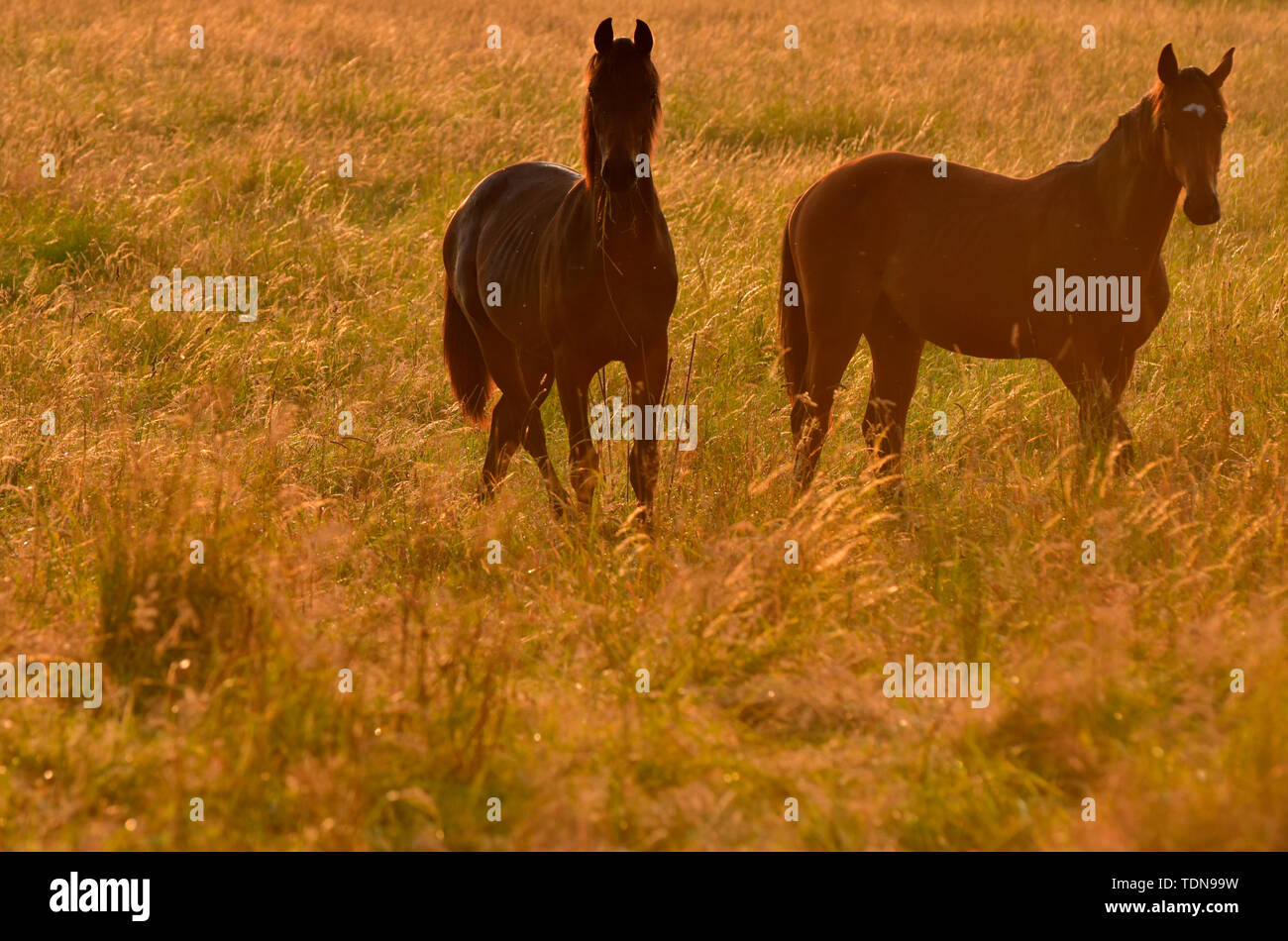 young horses on pasture Stock Photo