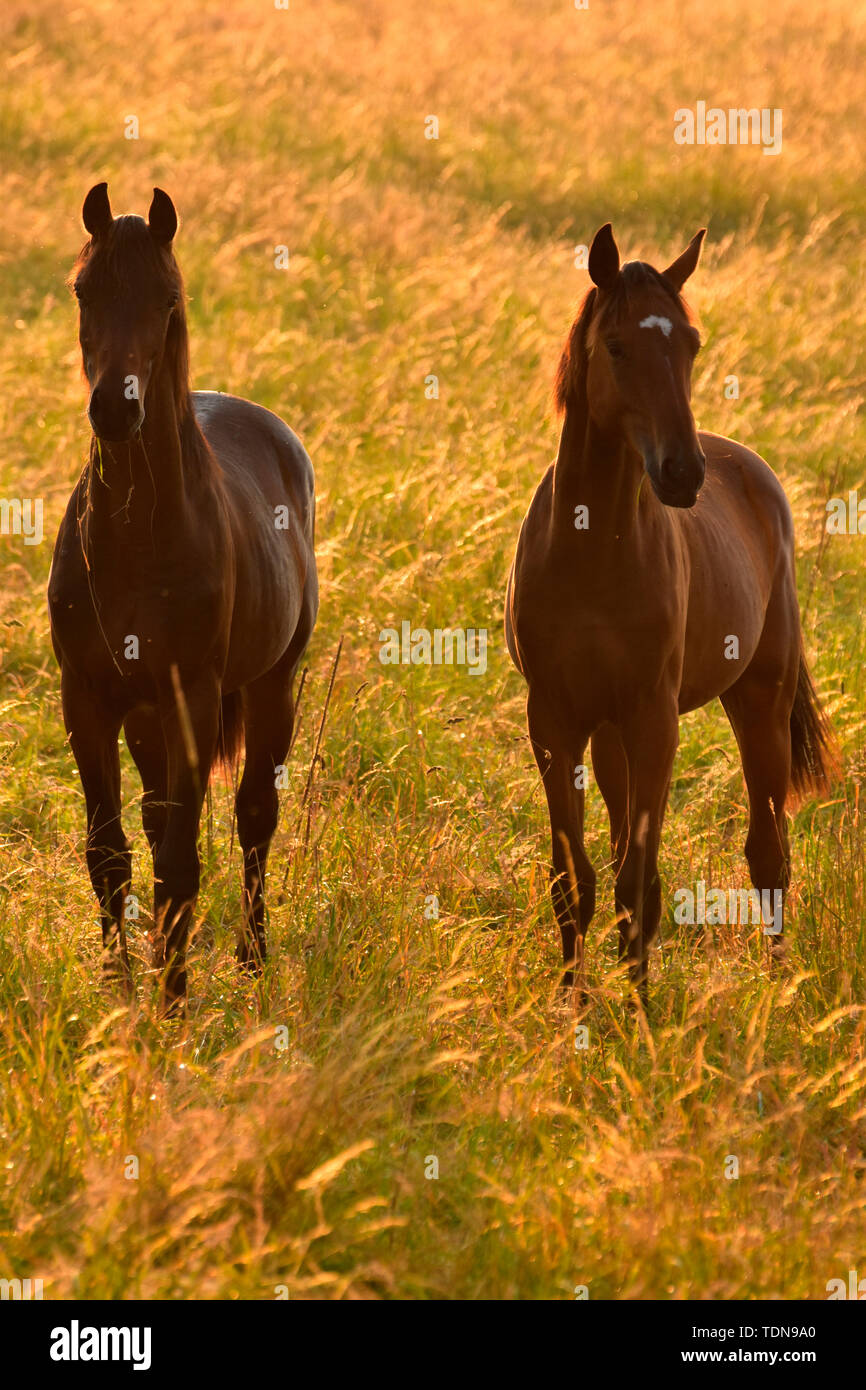 young horses on pasture Stock Photo