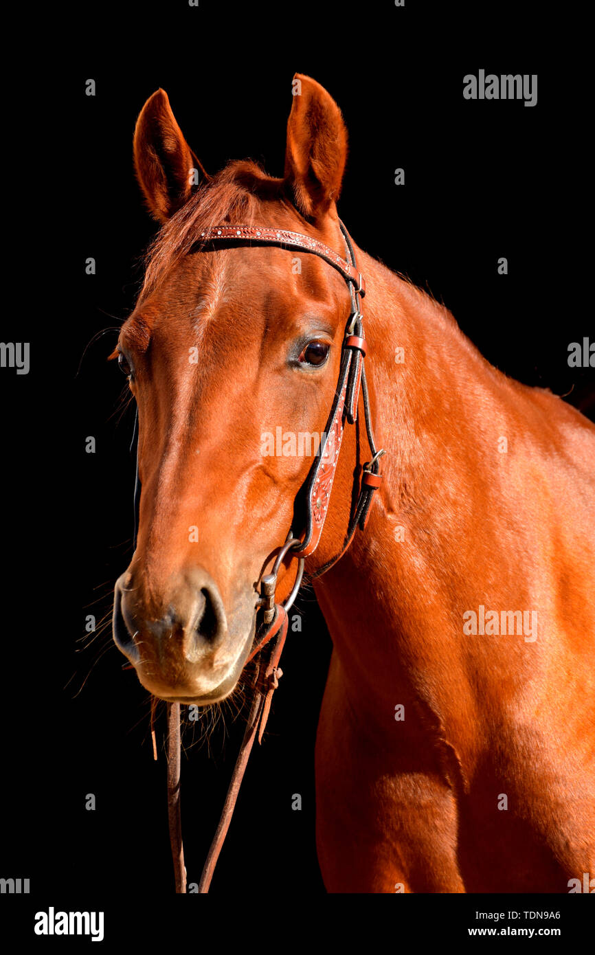 American Quarter Horse, Mare, sorrell, broodmare Stock Photo
