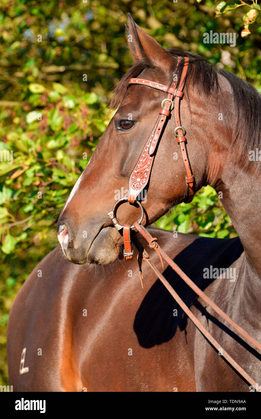 American Quarter Horse, Mare, bay, broodmare Stock Photo