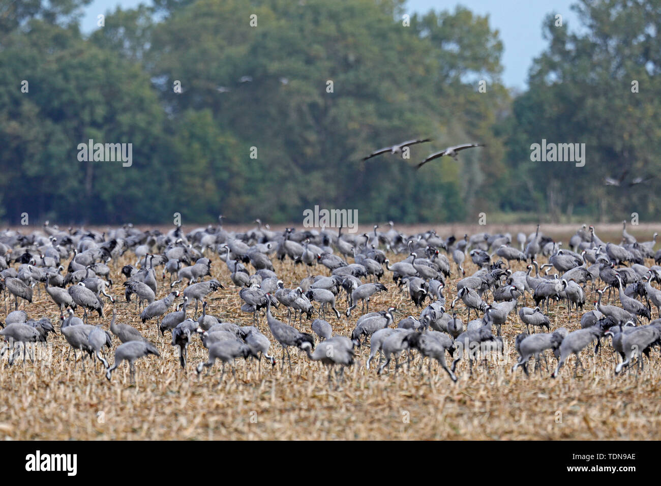 common crane, (Grus grus), wildlife, Nationalpark Vorpommersche Boddenlandschaft, Mecklenburg-Vorpommern, Germany Stock Photo