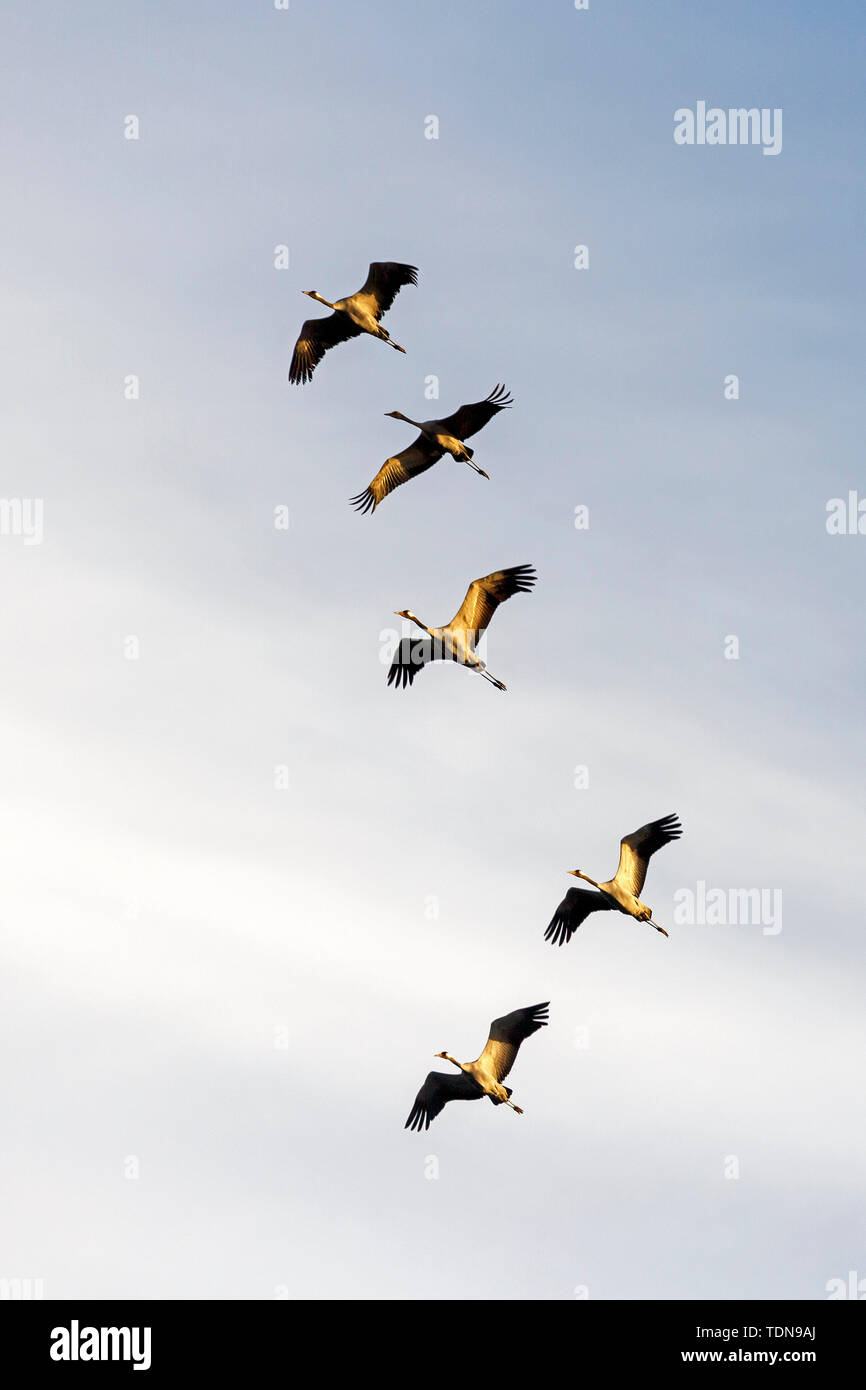 common crane, (Grus grus), wildlife, Nationalpark Vorpommersche Boddenlandschaft, Mecklenburg-Vorpommern, Germany Stock Photo