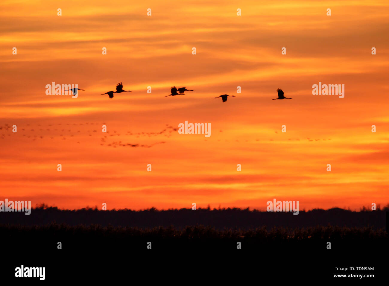 common crane, (Grus grus), sunrise, wildlife, Nationalpark Vorpommersche Boddenlandschaft, Mecklenburg-Vorpommern, Germany Stock Photo