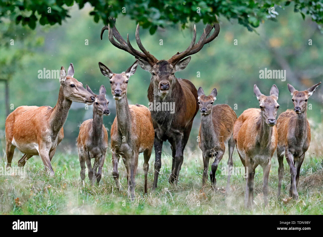 red deer, (Cervus elaphus), rutting season, captive Stock Photo