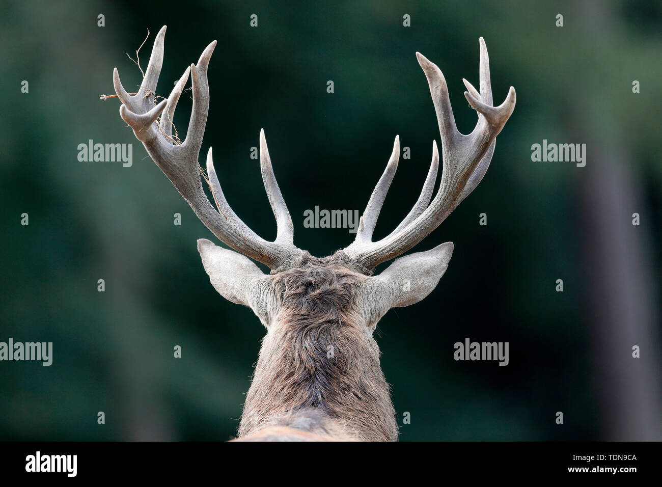 red deer, (Cervus elaphus), rutting season, captive Stock Photo