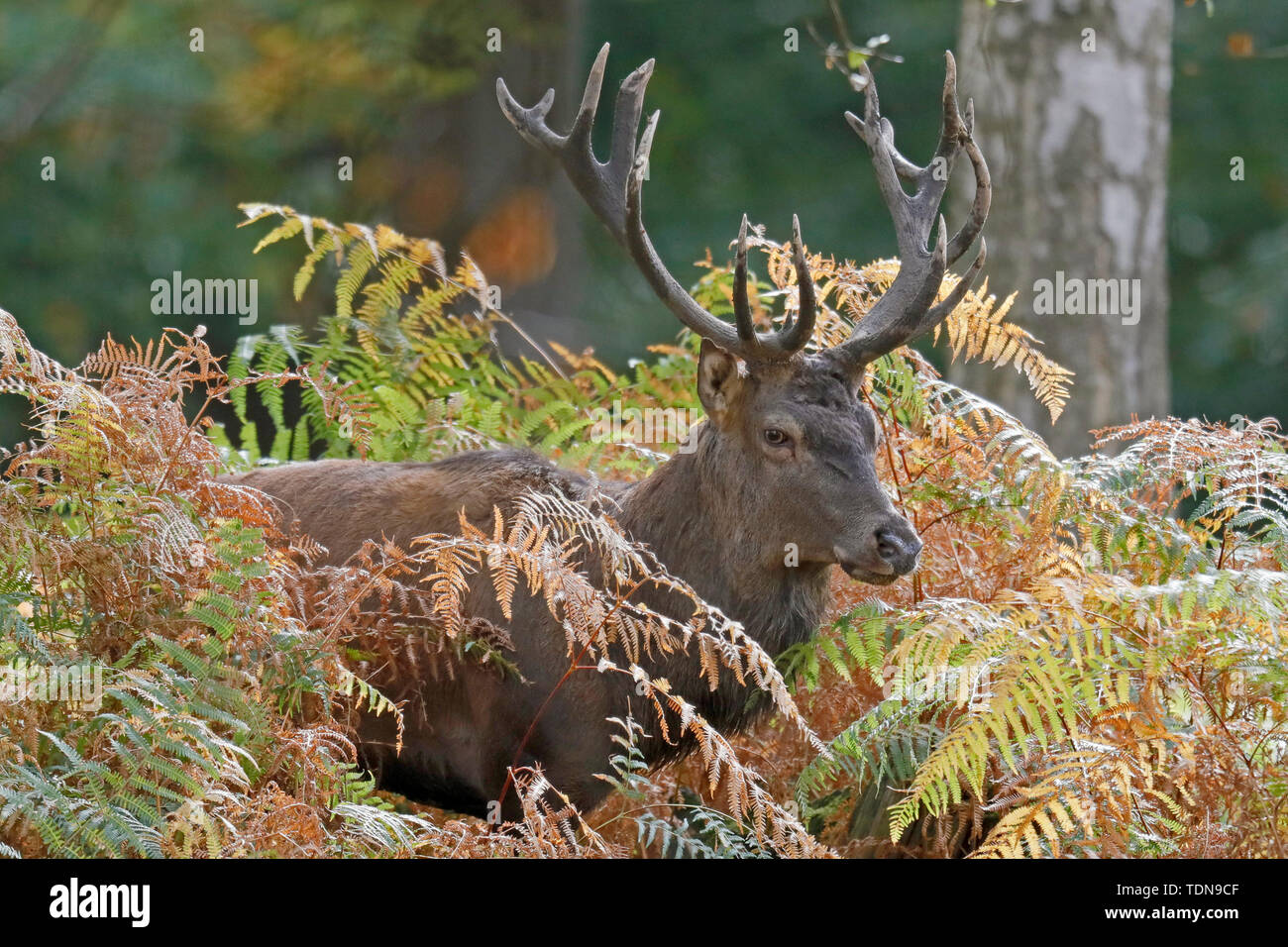 red deer, (Cervus elaphus), rutting season, captive Stock Photo