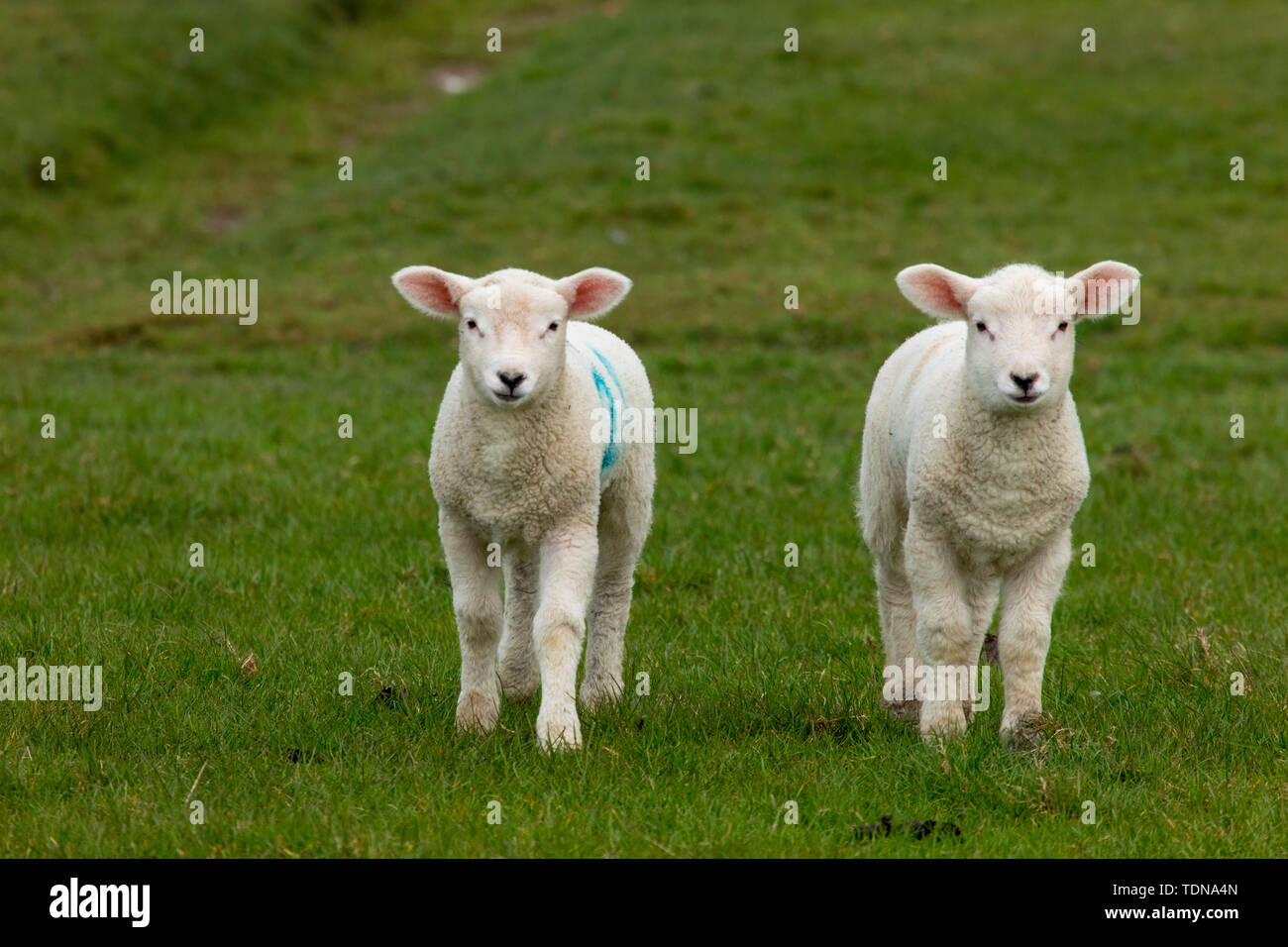 Domestic Sheep, lambs at deik, Nordstrand, Schleswig-Holstein, Germany Stock Photo