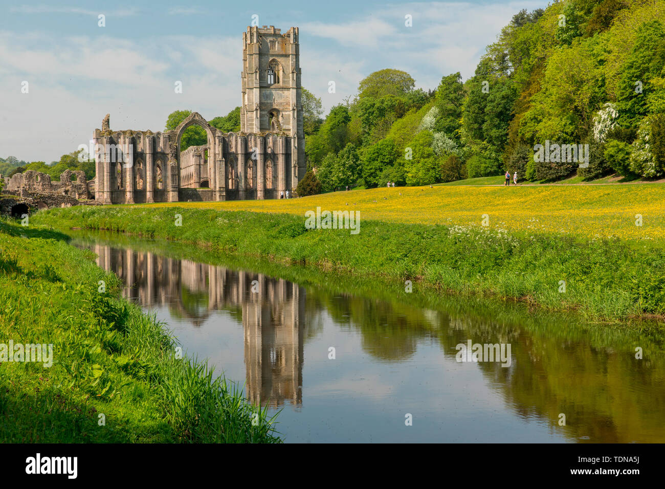 Fountains Abbey, Yorkshire Dales NP, Yorkshire, UK Stock Photo