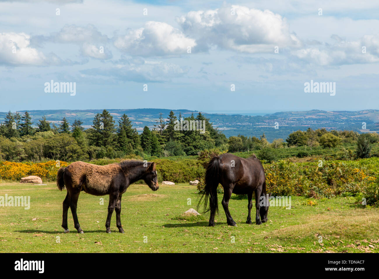 Dartmoor Ponies, Haytor Rock, Dartmoor NP, Devon, UK Stock Photo