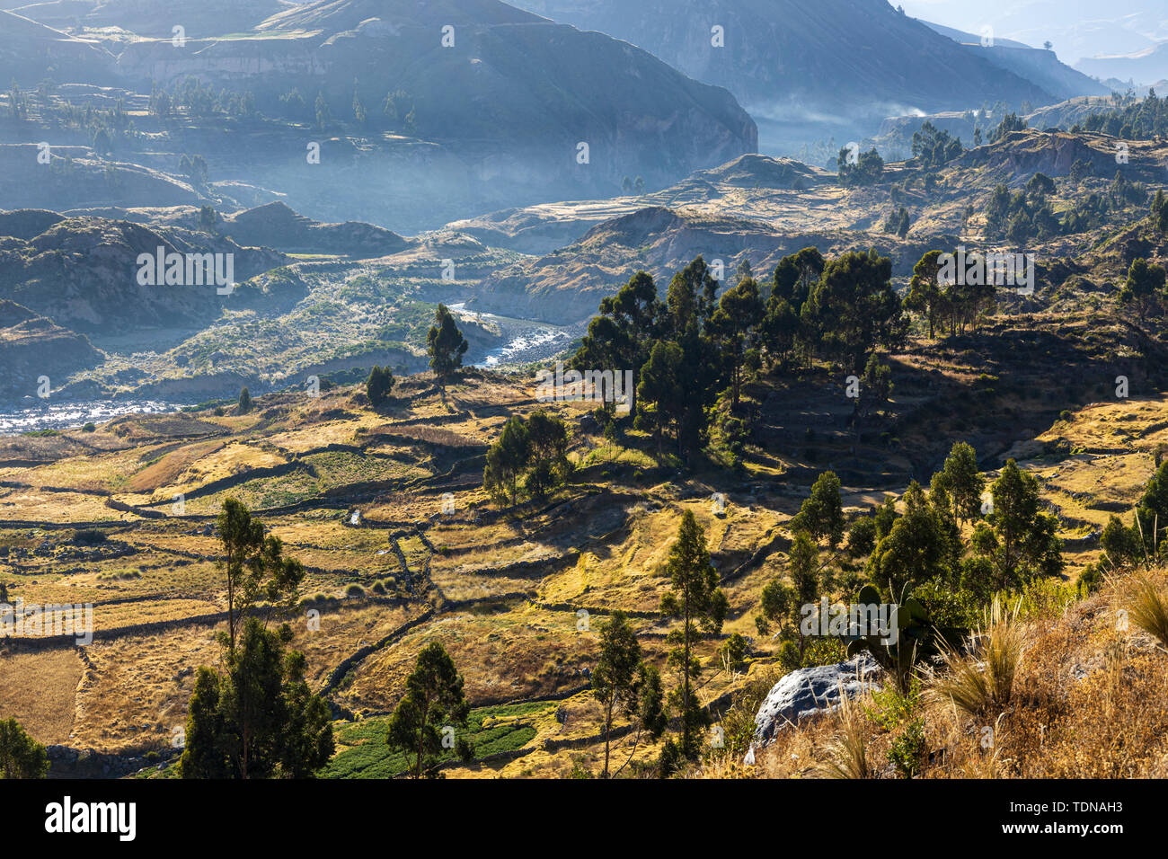 Agricultural terraces in the Colca Canyon, valley viewed from the Mirador Antahuilque, Peru, South America. Stock Photo