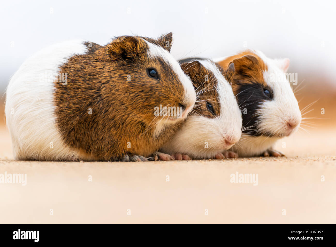 Three guinea pigs huddled together to doze off Stock Photo Alamy