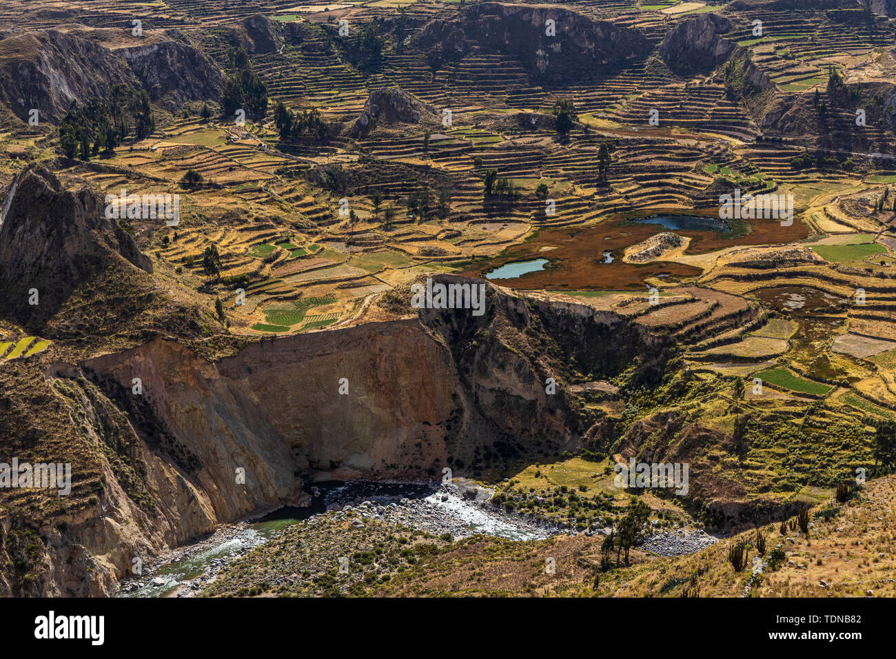 Agricultural Terraces In The Colca Canyon Valley Viewed From The 