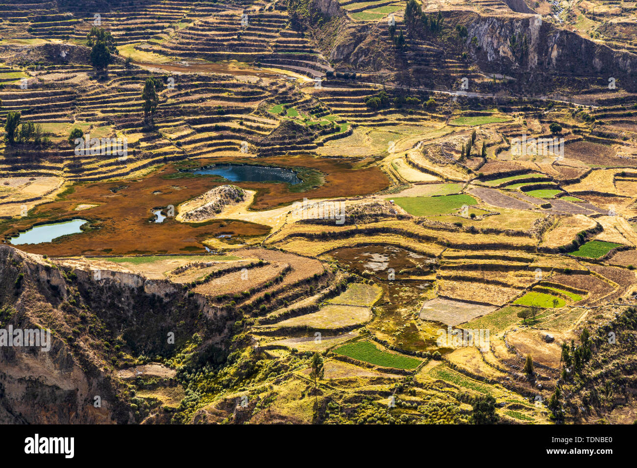 Agricultural Terraces In The Colca Canyon, Valley Viewed From The ...