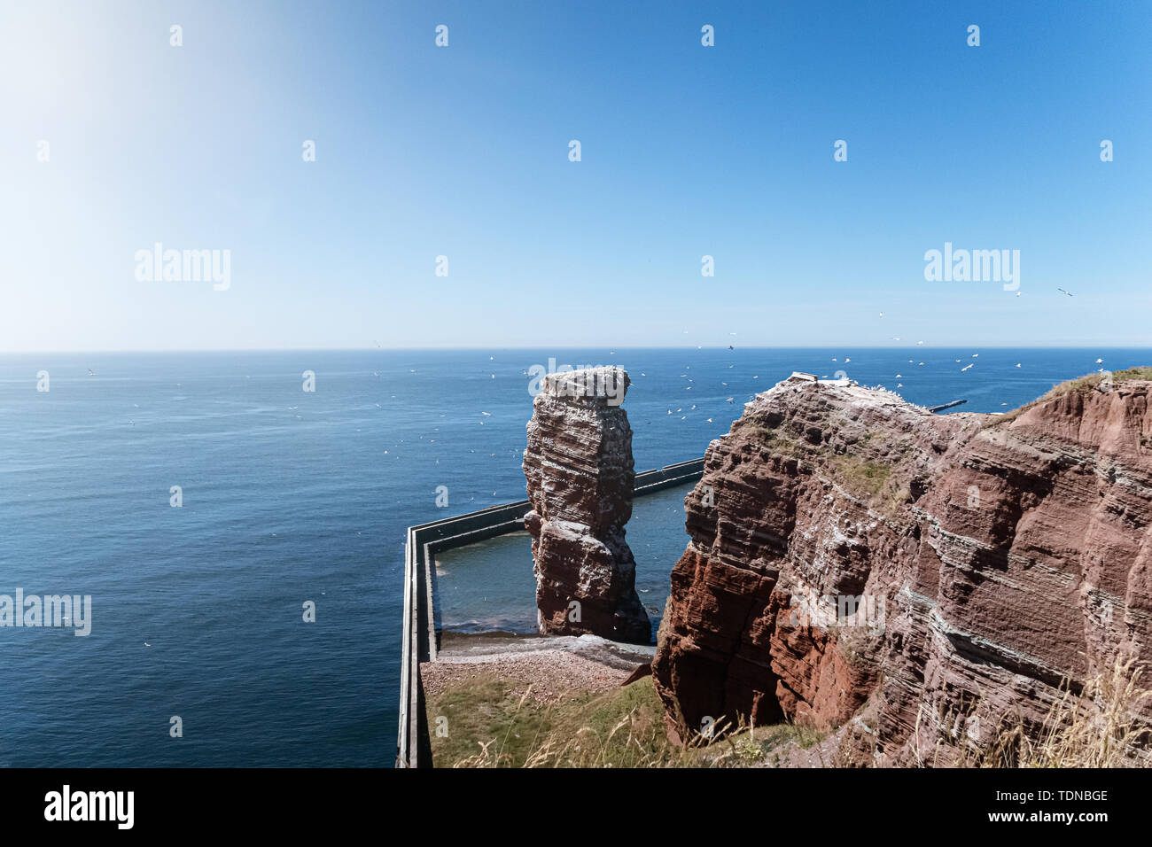 high sea stack Lange Anna on Heligoland island, Germany surrounded by flying birds on sunny summer day Stock Photo