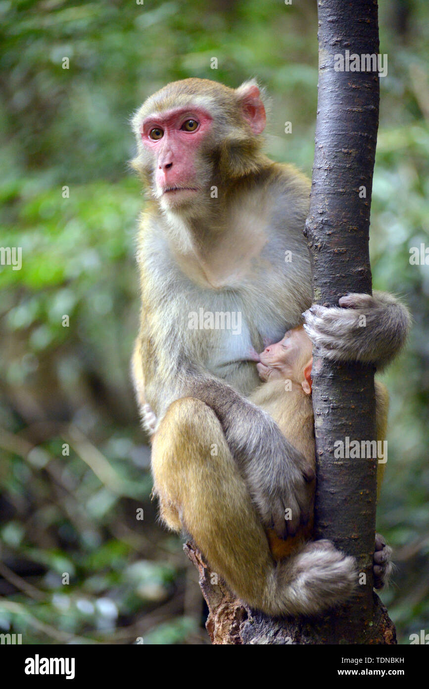 Monkeys climb trees Stock Photo Alamy