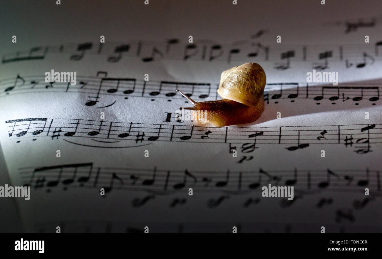 Snail Taking Notes Notes, snails, ideas Stock Photo - Alamy