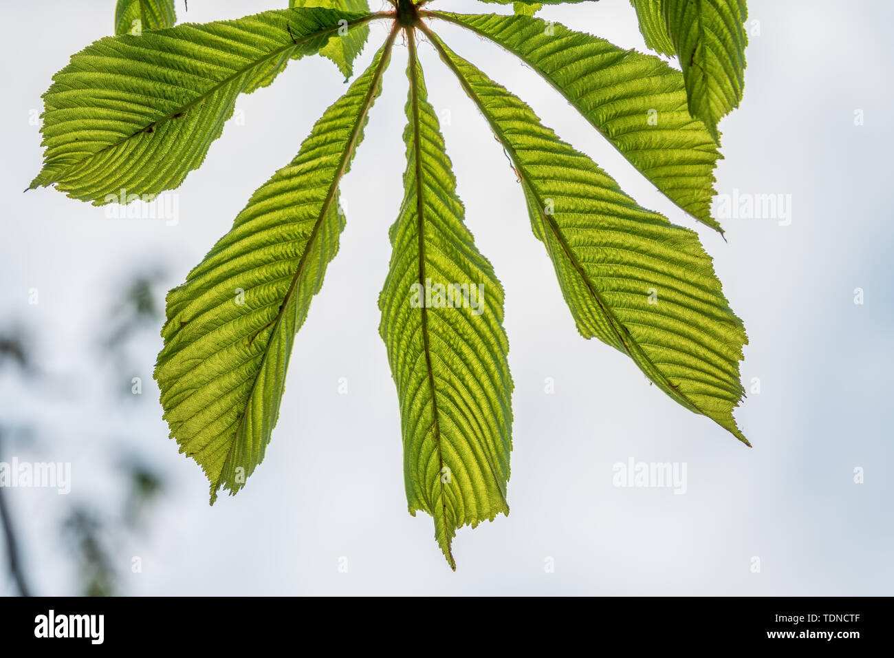 Green chestnut leaves lie like a fan on the background of a bright sky. Stock Photo