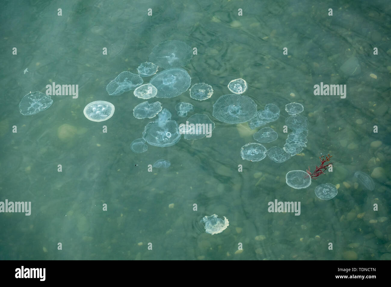 A large number of jellyfish in the sea near the shore Stock Photo