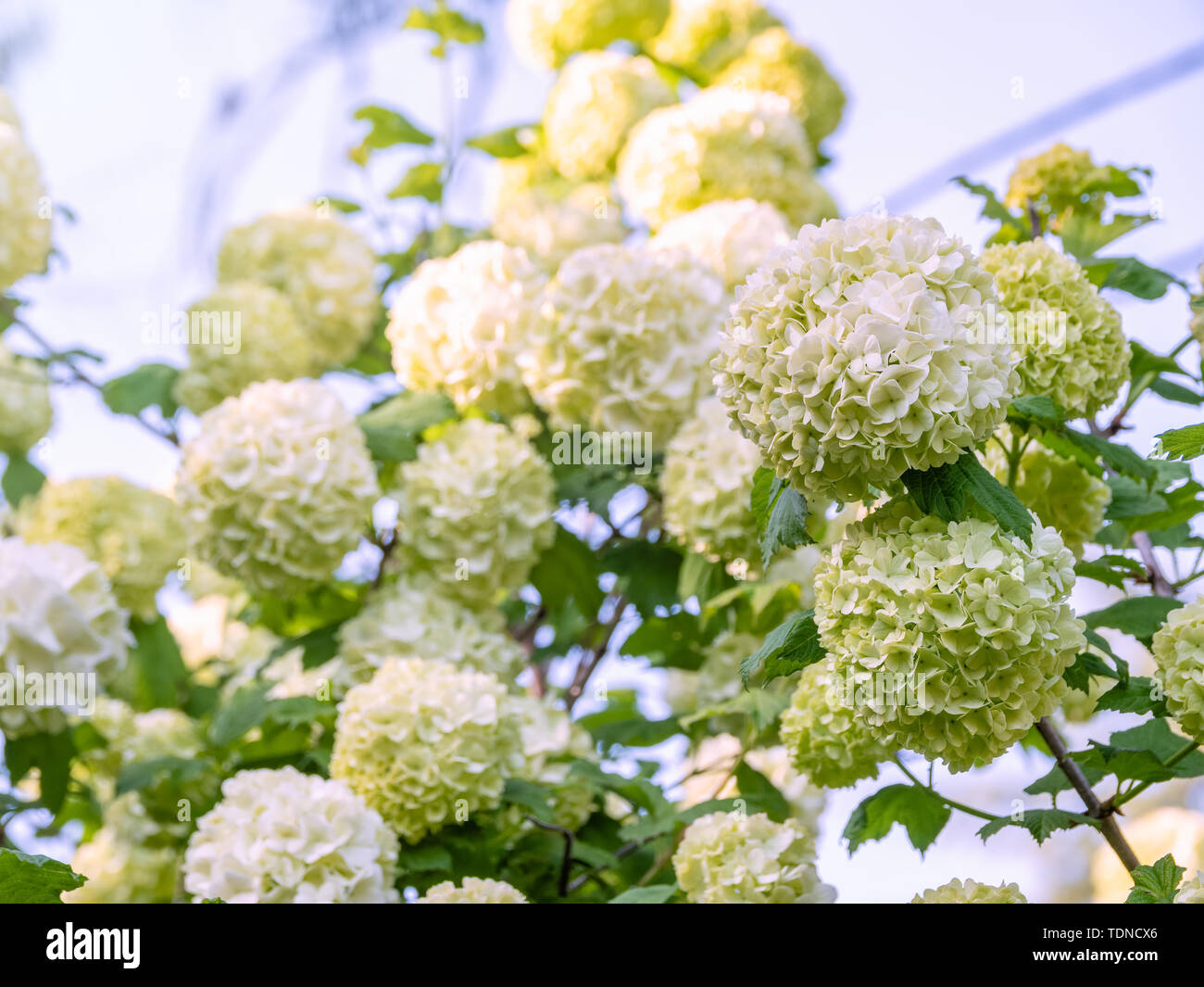 Lush white flowers of viburnum roseum. White flowers with blurred background. Stock Photo