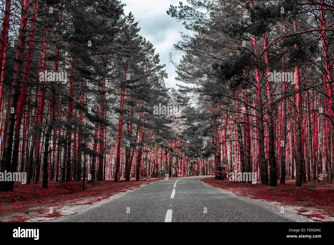 Empty road passing through the coniferous forest. Stock Photo