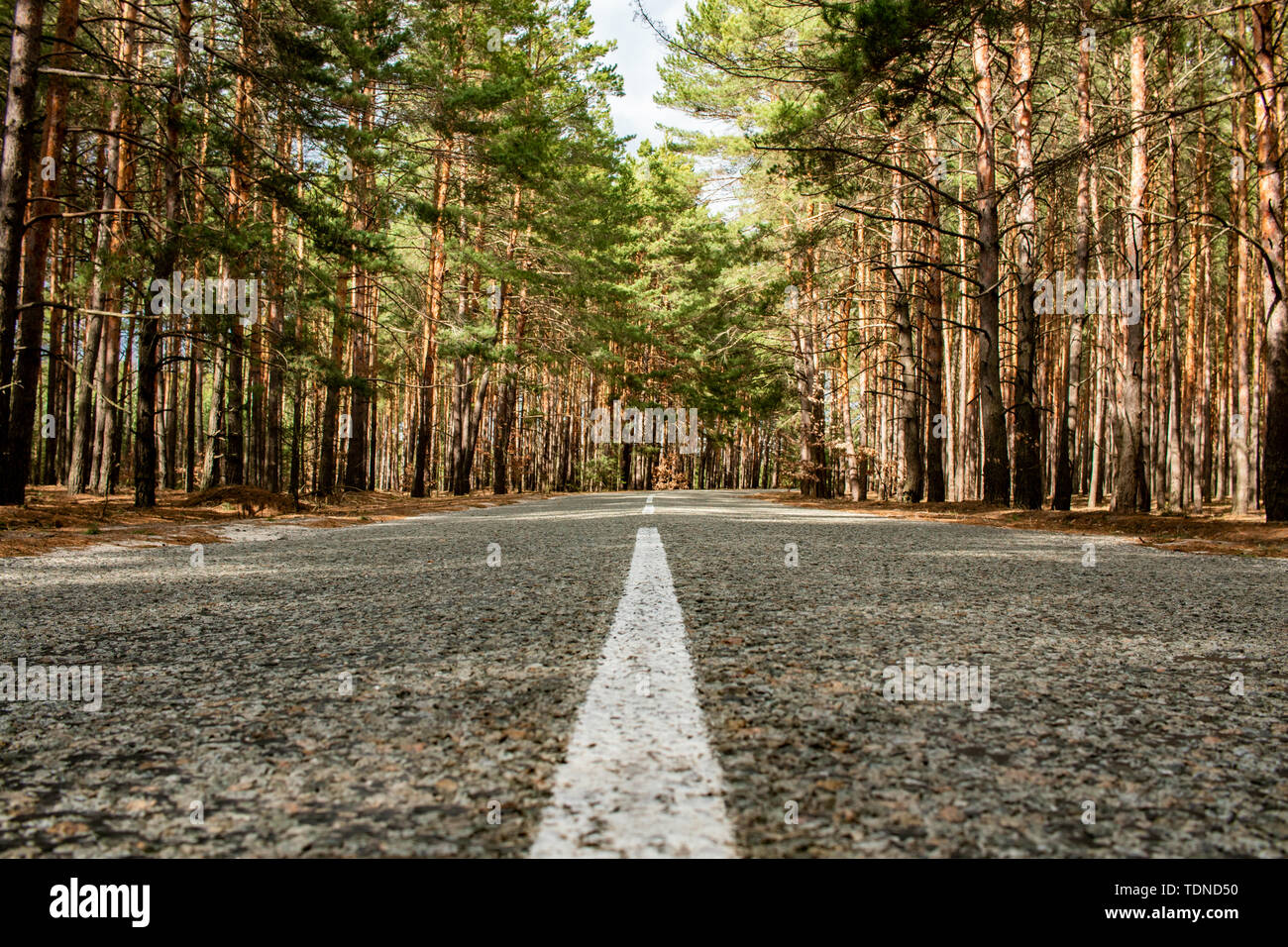 Empty road passing through the coniferous forest. Stock Photo