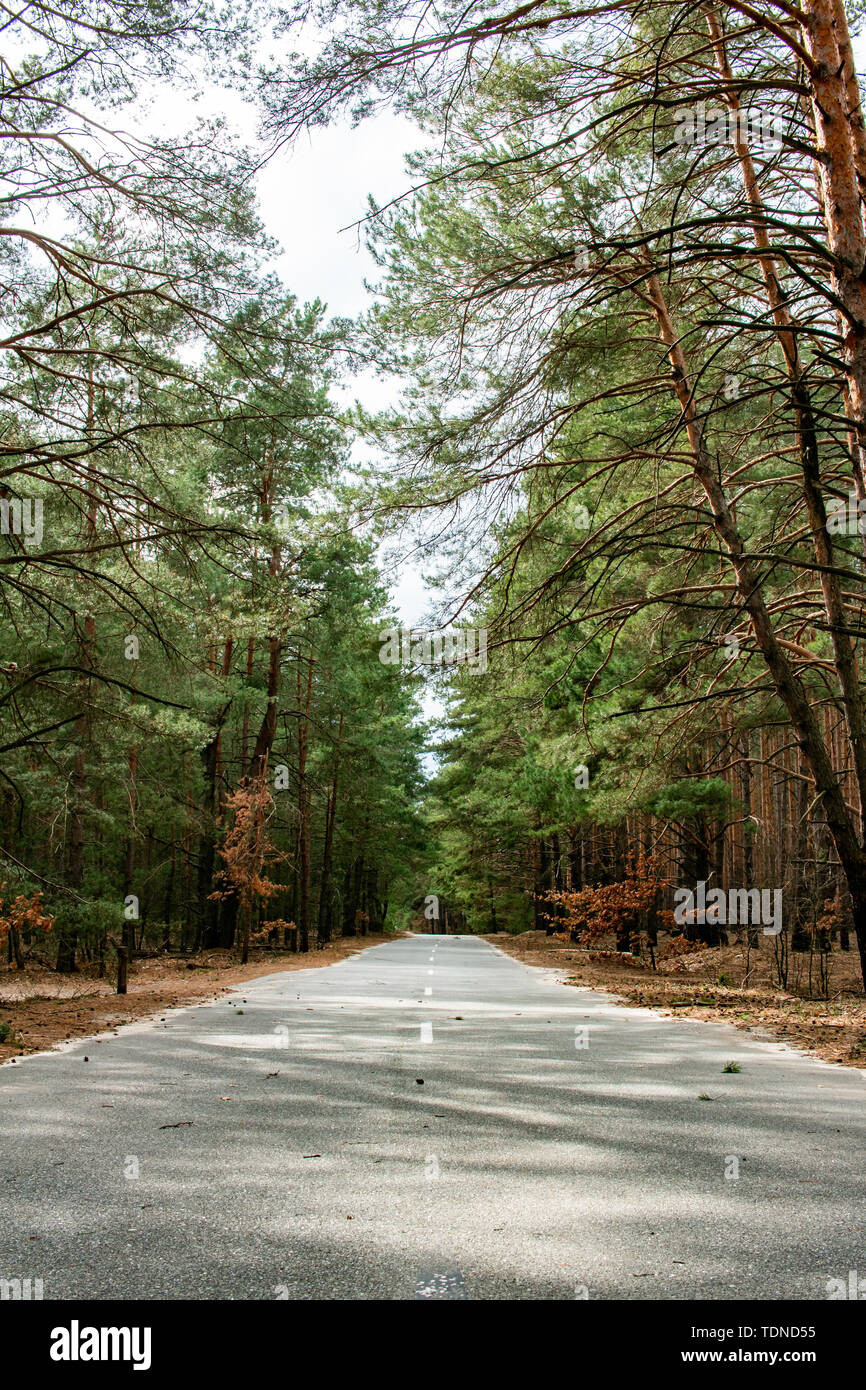 Empty road passing through the coniferous forest. Stock Photo